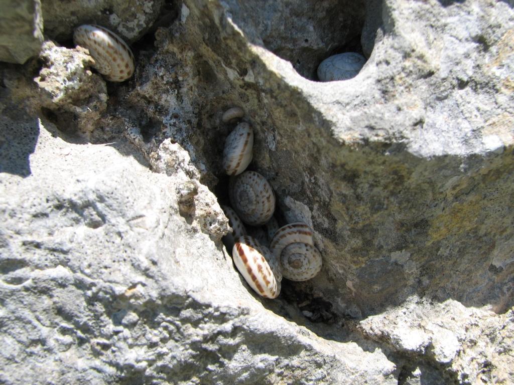 Marmorana (Ambigua) fuscolabiata (Rossmässler, 1842)